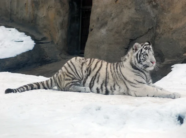 stock image White Tiger