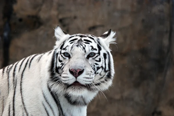 Άσπρη τίγρη — Φωτογραφία Αρχείου
