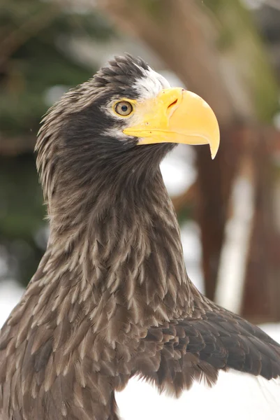 Retrato de águila — Foto de Stock