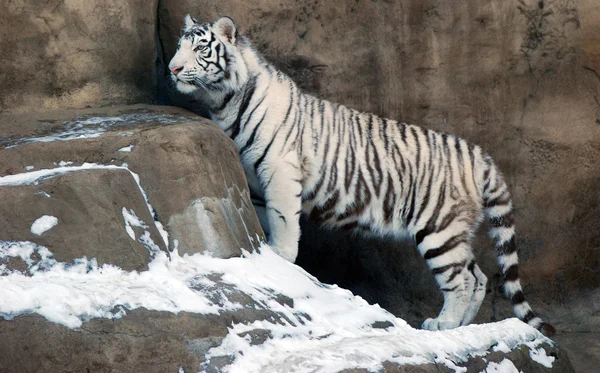 Weißer Tiger — Stockfoto