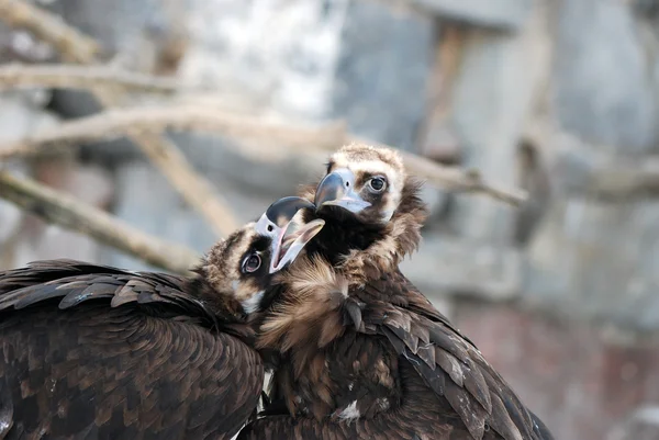 Avvoltoio grifone — Foto Stock