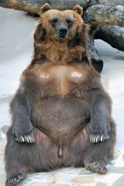 갈색 곰 — 스톡 사진