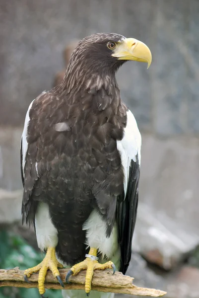 Retrato de águia — Fotografia de Stock