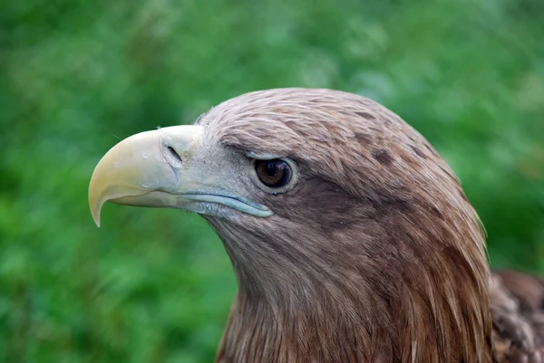Profil av eagle — Stockfoto