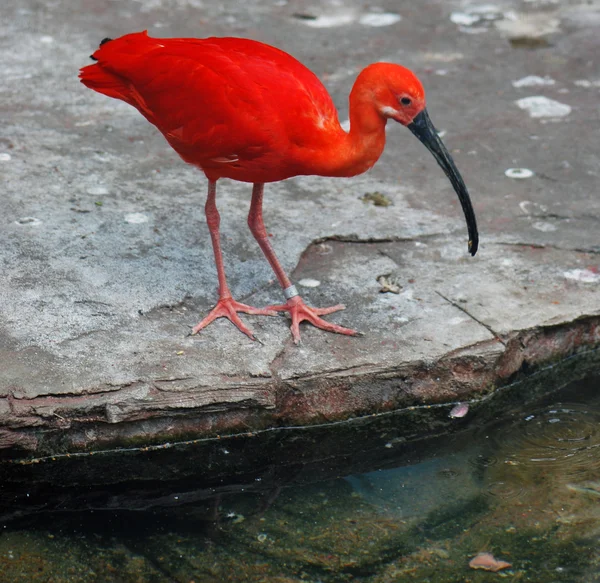Scarlet ibis — Stockfoto