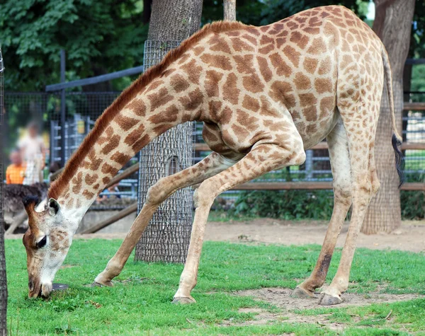Girafa comer grama — Fotografia de Stock