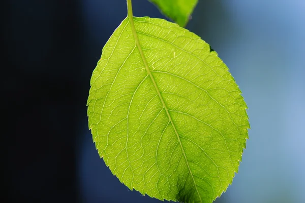 Textura de folha verde, macro — Fotografia de Stock