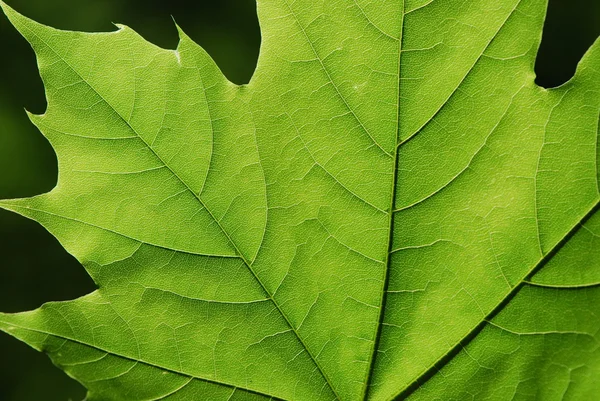 Yaprak yeşil doku, makro — Stok fotoğraf