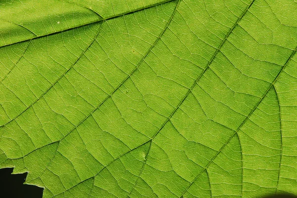 Textura de hoja verde, macro — Foto de Stock