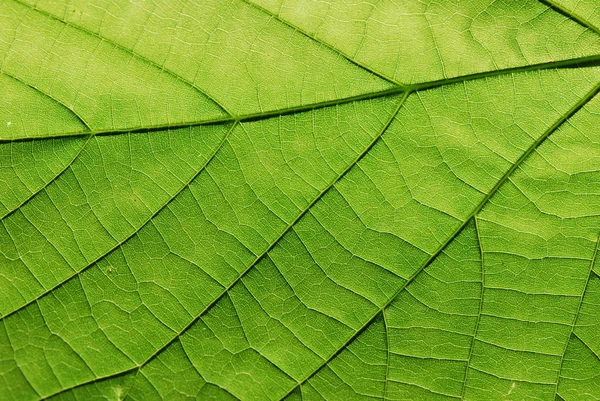 Texture fogliare verde, macro — Foto Stock