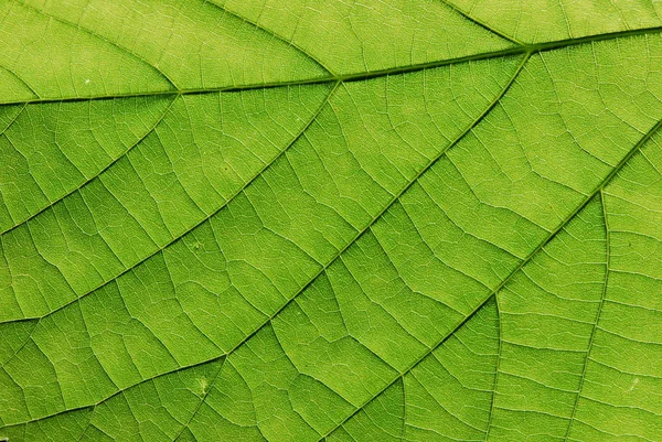 Zöld levél textúra, makró — Stock Fotó