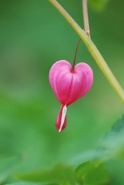 Hermosa flor corazón sangrante abstracta — Foto de Stock