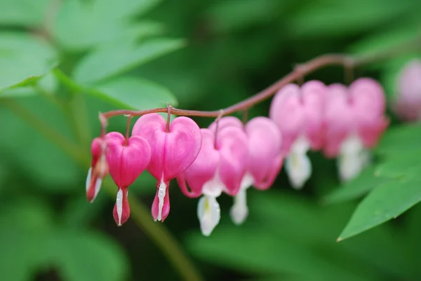 stock image Beautiful abstract bleeding heart flower