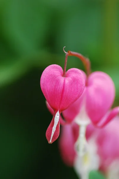 Belle fleur abstraite coeur saignant — Photo
