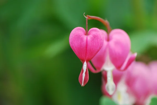 Όμορφο αφηρημένο αιμορραγώντας καρδιά λουλούδι — Φωτογραφία Αρχείου