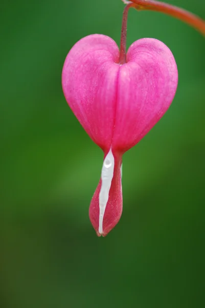 Vackra abstrakt blödande hjärta blomma — Stockfoto