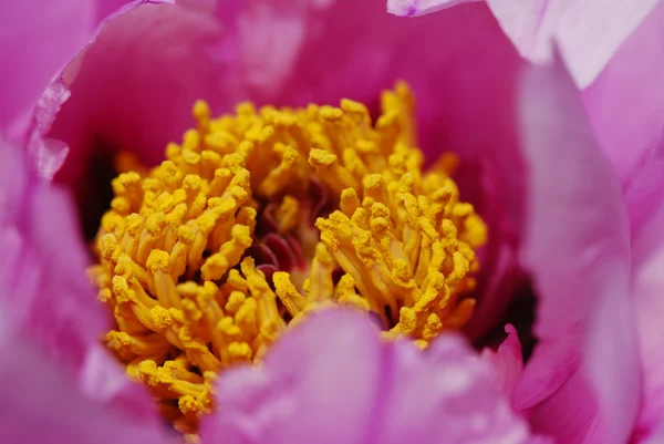 Tulip flower stamens covered with pollen — Stock Photo, Image