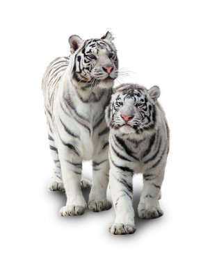 Two white tigers clipart