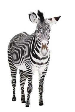 Zoo single burchell zebra isolated on white background clipart