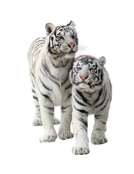 Két fehér tigrisek — Stock Fotó