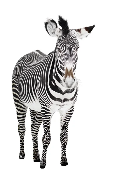 stock image Zoo single burchell zebra isolated on white background