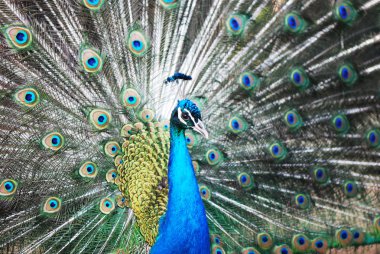 Peacock peafowl with his tail feathers clipart