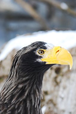 eagle portresi