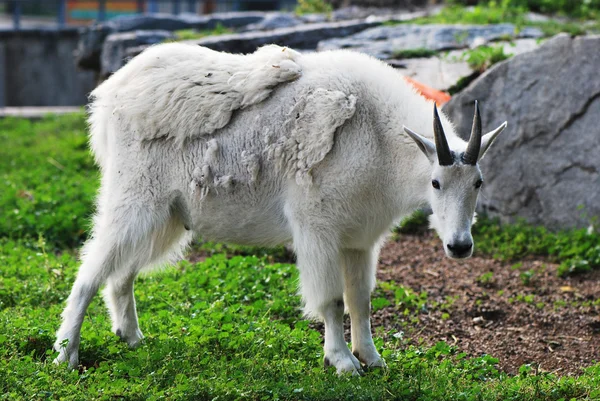 Adult Mountain Goat — Stock Photo, Image