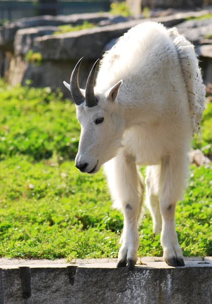 Cabra de montaña adulta — Foto de Stock