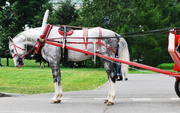 stock image Beautiful Horse