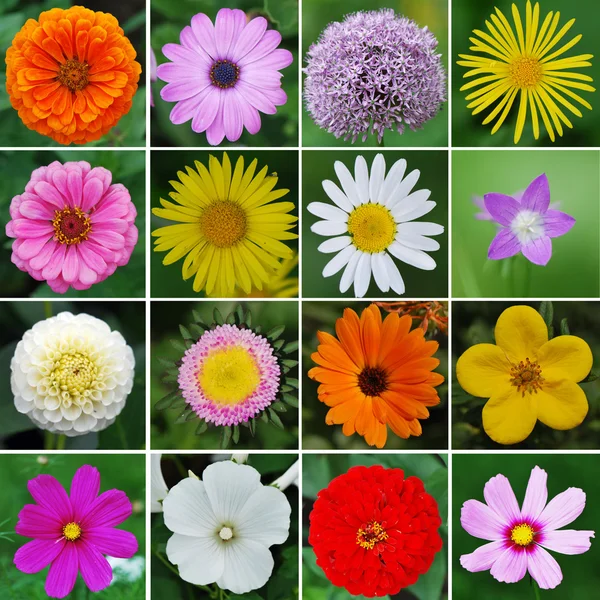 Stock image Flowers collection