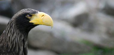 eagle portresi