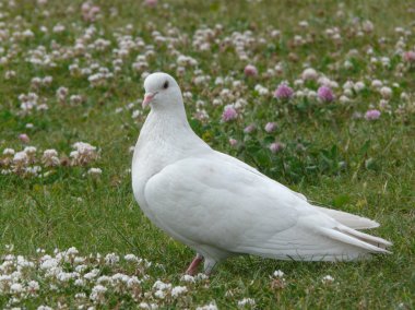 White pigeon clipart