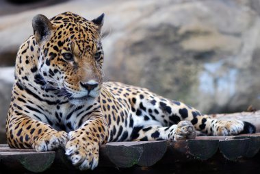 leopar portre