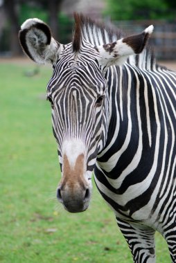 zebra kafa portresi kapatmak