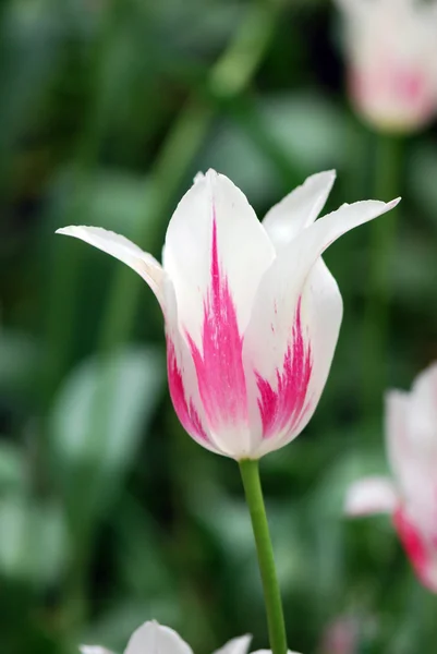 Tulipes roses — Photo