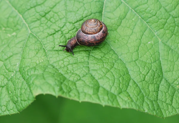 Snail moving in a Garden — Stock Photo, Image