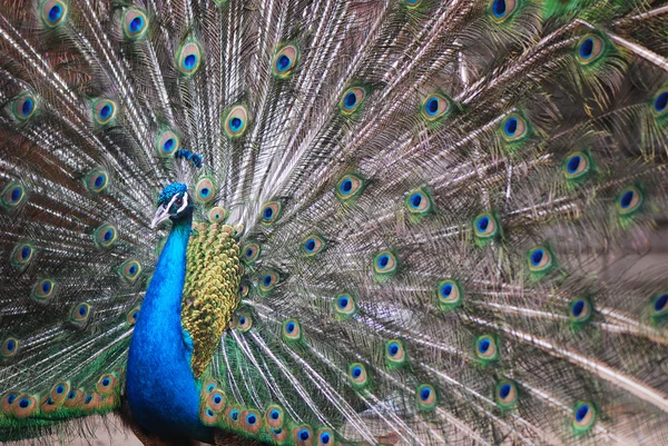 Павлин павлин с хвостовыми перьями — стоковое фото