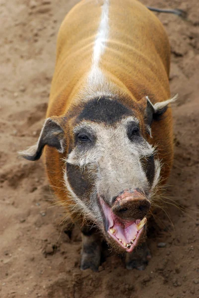 Sonrisas de cerdo —  Fotos de Stock