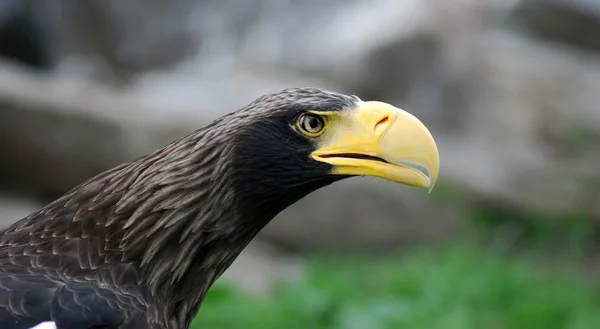 Porträtt av eagle — Stockfoto