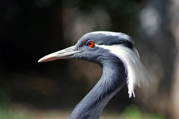 Profile of adult crane — Stock Photo, Image