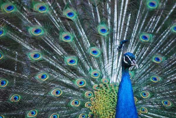 Peacock påfågel med sin svans fjädrar — Stockfoto