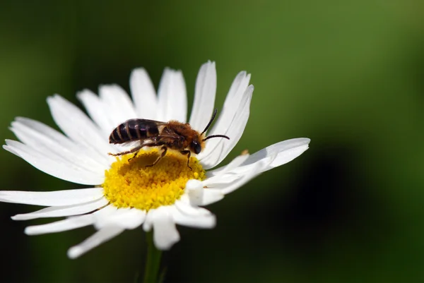 Honey bee — Stock Photo, Image