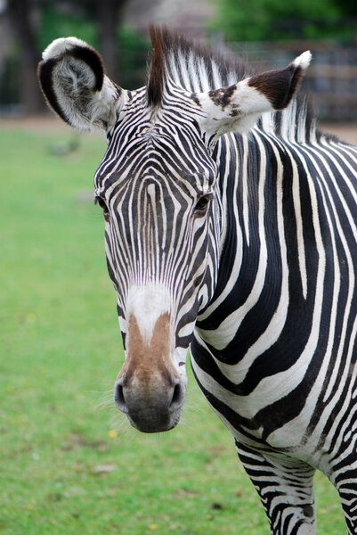 Close up portrait of Zebra head