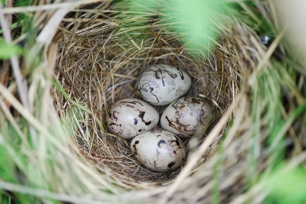 stock image Eggs in jack