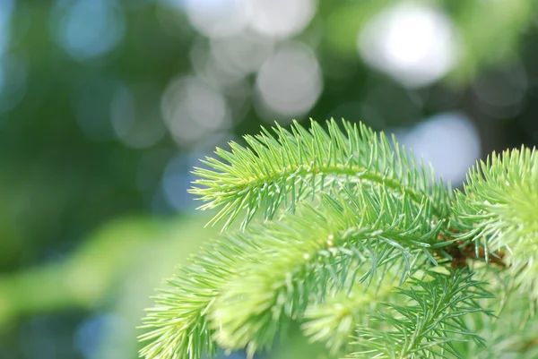 Close up of spruce branch — Stock Photo, Image
