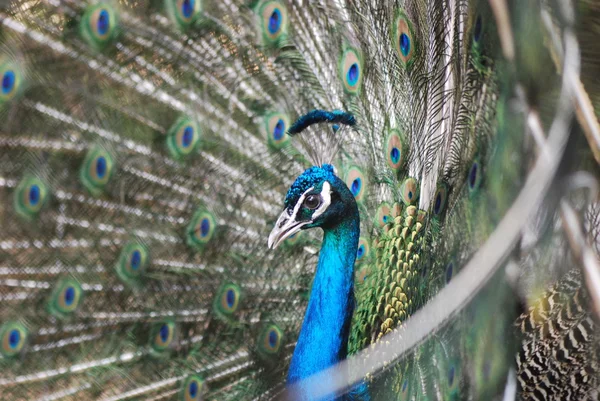 Peacock Peafowl con sus plumas de la cola —  Fotos de Stock