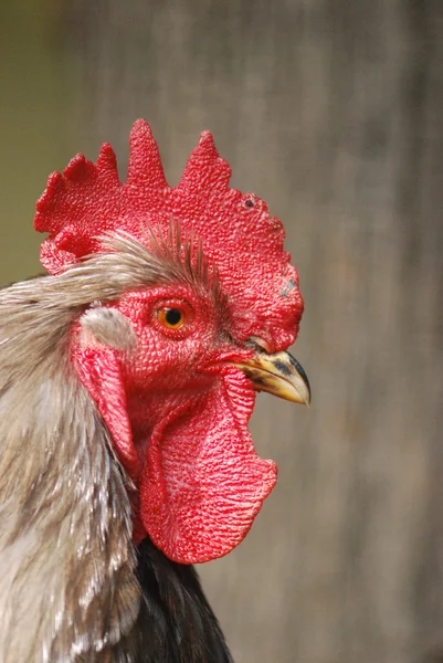 Portrait of rooster Stock Image