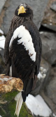 eagle portresi