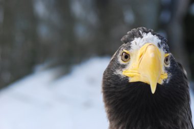 Bir kartal portresi